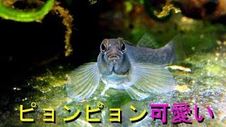 「ぼくの」ブルーブレスト ダーターフィッシュ「お魚紹介」 [upl. by Ehrenberg]