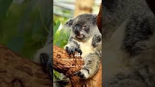 Koalas A Peek into the Lives of Australias Cuddly Icons [upl. by Airdnua127]