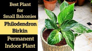 Philodendron Birkin plant care fertilizer repotting soil Best balcony plantindoor plantHindi [upl. by Notsle]