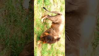 Asiatic Lion eating grass [upl. by Changaris601]