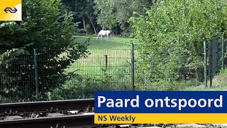 Groningen mooiste station van NL  Szigettrein  Opening Station Heerlen  NS Weekly 8 augustus [upl. by Atiekahs434]