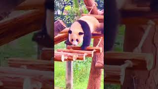 Cant Stop Laughing 😂 Pandas Being Hilariously Clumsy 🐼 [upl. by Ainad]