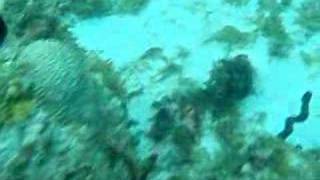 snorkeling at lesterre bay mabouya island carriacou [upl. by Feltie623]