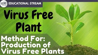 Virus Free PlantFully ExplainWhy to Produce Virus Free Plants How can Viruses Enter Plant Cells [upl. by Adnolahs]