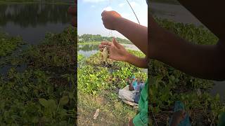 Village Boys Hook Fishing video 🎣 fish fishingvillageboy villagefishinglife fishingtechniques [upl. by Chitkara772]