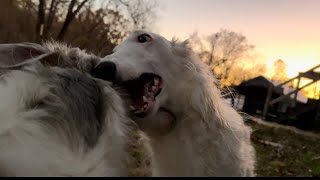 Happy Borzoi playing a game of Gator Chase [upl. by Thorn]