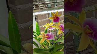 This year has been the best blooming year for my Miltonia Orchids orchid semihydro orchidcare [upl. by Hollington207]