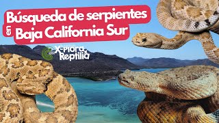 ¿Hay serpientes venenosas en Baja California Sur [upl. by Ragouzis]