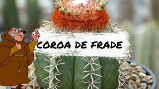 Espécies de Cactos  Melocactus zehntneri Coroa de Frade [upl. by Opiak]