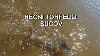 REČNI TORPEDO  BUCOV Saveti i ribolov [upl. by Samal]