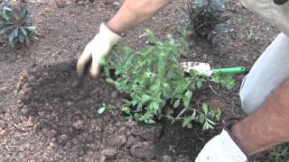 Using Compost in the Flower Garden [upl. by Chow]