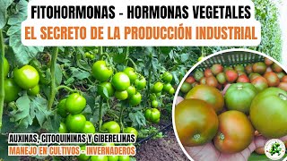 Fitohormonas Hormonas Vegetales  MANEJO EN INVERNADEROS [upl. by Daphna137]