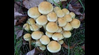 Maślanka wiązkowa  Hypholoma fasciculare  Trująca [upl. by Hurst]