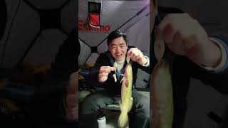 Overnight Ice Fishing Burbot  A Christmas Miracle [upl. by Hacissej163]