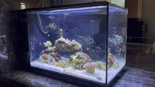 Fluval Evo 135 Reef Tank [upl. by Osei]