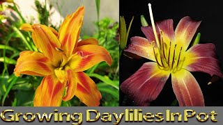 Care of Daylilies Hemerocallis A Beautiful Flowering Plants for Beginners [upl. by Page]