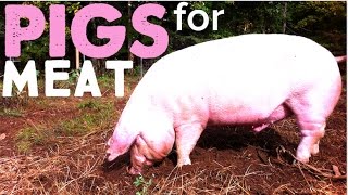 How to Raise Pigs for Meat on the Homestead [upl. by Marvin246]