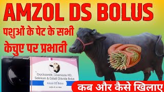 Amzol DS Bolus पशुओं के पेट के सभी प्रकार केचुए पर प्रभावी  कब और कैसे खिलाए  Manjhi Veterinary [upl. by Fisch]