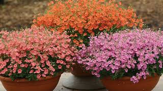 How to Grow Diascia [upl. by Keelia946]