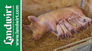 Bio Schweinestall – Teil 1  landwirtcom [upl. by Bevis]