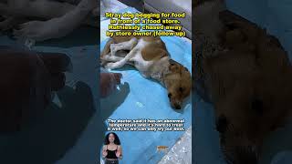 straydog viralvideo lonelydog lovememode spayandneuter abandoned rescue dogtok savepuppy [upl. by Giesecke759]