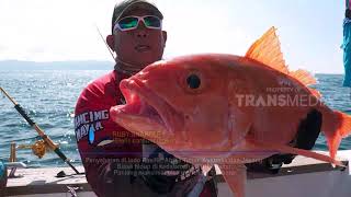 MANCING MANIA  LONG TAIL RUBY PULAU DEWATA 310318 13 [upl. by Xella]