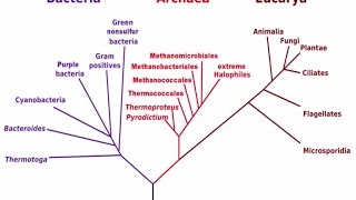 Clasificación de los seres vivos Los 3 Dominios Características generales [upl. by Philipines]