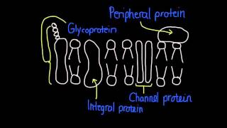 13 Diversity of membrane proteins [upl. by Aihsila930]