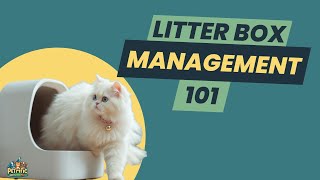 AVOID These Serious CAT LITTER BOX MISTAKES RIGHT NOW 🚨 [upl. by Loferski]