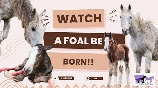 A foal is born Watch as we welcome a Clydesdale Cross Foal to the world [upl. by Mckeon]