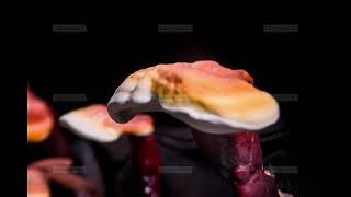 Time lapse Grow Mushroom  Reishi Ganoderma lucidum Cultivation  10 20191 [upl. by Ecnarwal356]