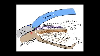 The Angle of Anterior Chamber  Part 1 Anatomy [upl. by Eiaj213]