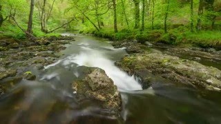 How and Why We Restore Ancient Woodland  Woodland Trust [upl. by Eberly]