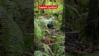 Superb Lyrebird practising his courtship display birdlifeaustralia ebirders superbfairywren [upl. by Na]