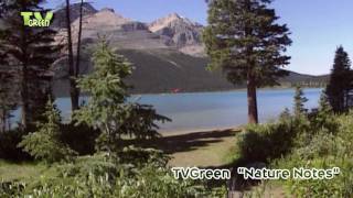 Canadian Rocky Mountains  from Lake Louise to Peyto Lake [upl. by Naira]