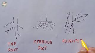 How to Draw Types of Root  Tap root Fibrous root Adventitious root Diagram  Biology Diagram [upl. by Acino]