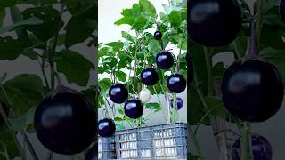 Specialty eggplants king eggplants giant eggplants are super delicious and easy to grow shorts [upl. by Nilpik]