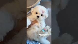 Bichon Frise Puppies available 9860777723 [upl. by Notnarb643]