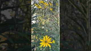 helianthus yellowflowers gardenvlog flowers garden gardening [upl. by Nalhsa]