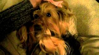 Exceptional Quality Tiny Beautiful Yorkshire Terrier Dogs and Puppies Priceless Yorkie Puppy [upl. by Aeresed]