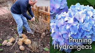 How to Prune Hydrangeas [upl. by Adnohsed]