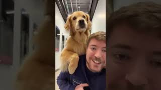 worlds smartest dog with MrBeast [upl. by Linehan]