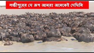 বাংলার রূপ। মেঘনা । মহিষের পাল । চরের জীবন [upl. by Accever]