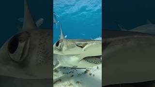 Fish  hammerhead shark  Dive  marine life  aquarium  aquatic  ocean life  water  shorts [upl. by Kurzawa]