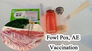 Fowl Pox and AE  Epidemic Tremor and Fowl Pox Vaccine  Avian Encephalomyelitis  Dr ARSHAD [upl. by Reidid]