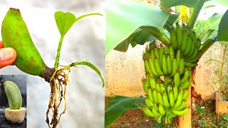 How To Grow a Banana Tree Easy Method from Potatoes [upl. by Cirdor]