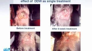 10 1of2 Deuterium Depleted Water DDW anti cancer effect [upl. by Celeste321]