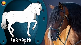 CABALLO PURA RAZA ESPAÑOLA caballos muy elegantes con aires altos RAZAS DE CABALLOS [upl. by Massie]