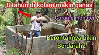 MAKIN TUA amp BESAR INI WUJUD GURAME SUPER BABON SAAT KURAS KOLAM [upl. by Rora]