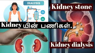 How Kidneys Works in Tamil  Function of Urinary System  Kidney Stones  Dialysis [upl. by Nhtanhoj]